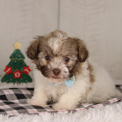 Benson - Available 12/24