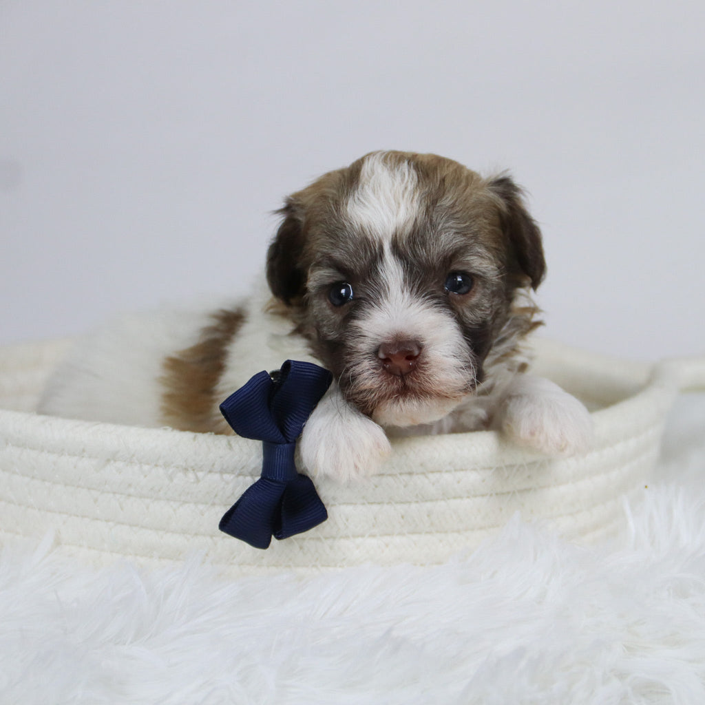 Benson - Available 12/24