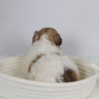 Benson - Available 12/24