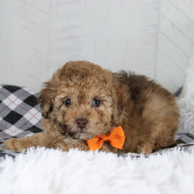 Gid - Available 1/28