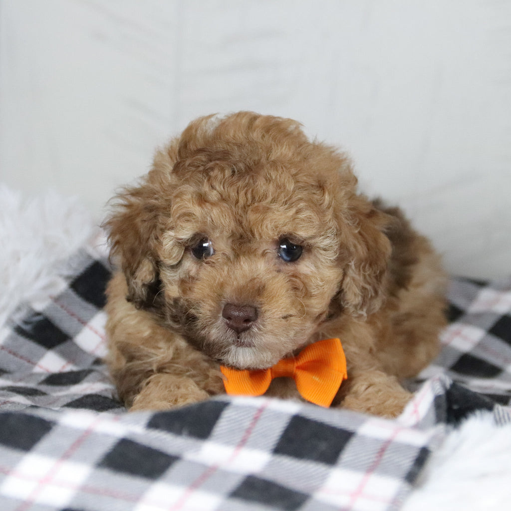 Gid - Available 1/28