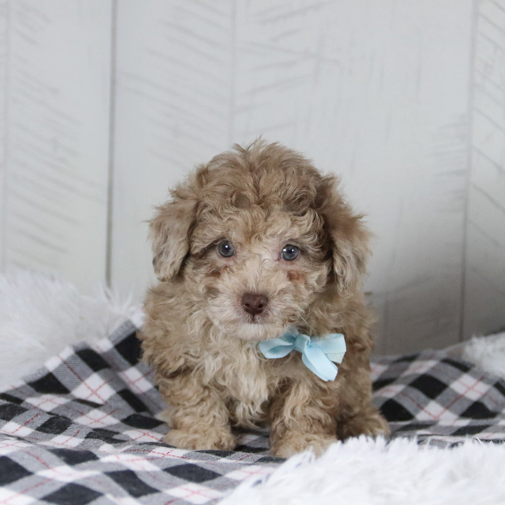 Aldie - Available 1/28