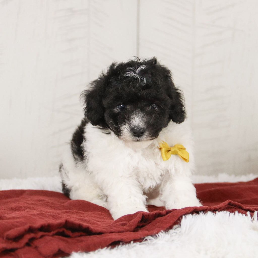 Robin - Available 1/21