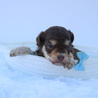 Marly - Available 8/27