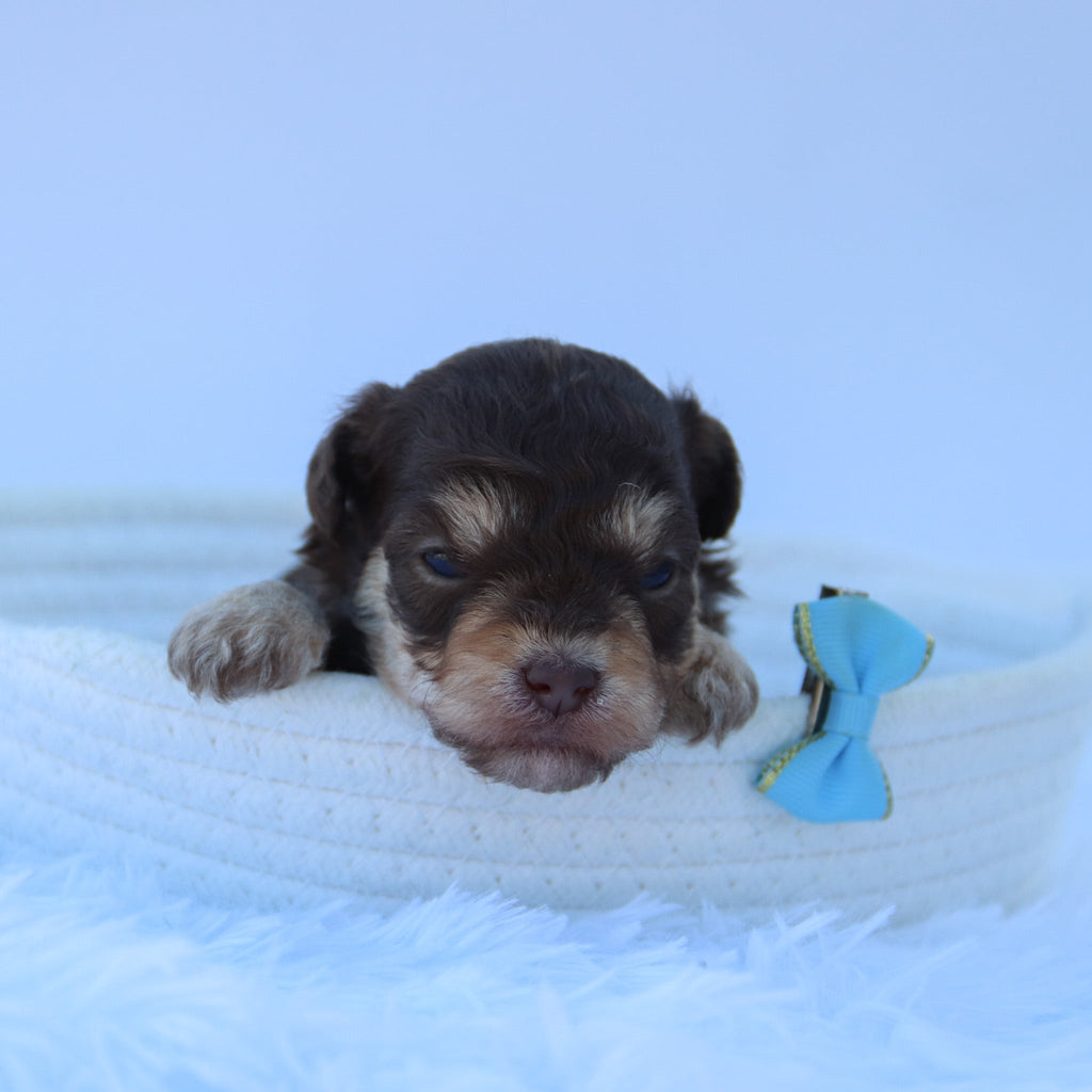 Marly - Available 8/27