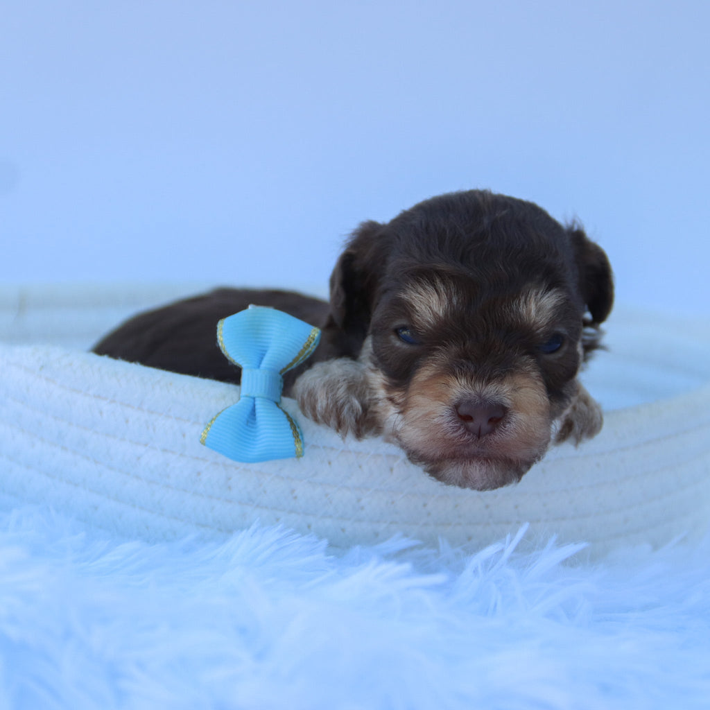 Marly - Available 8/27