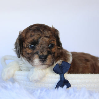 Buckeye - Available 11/19