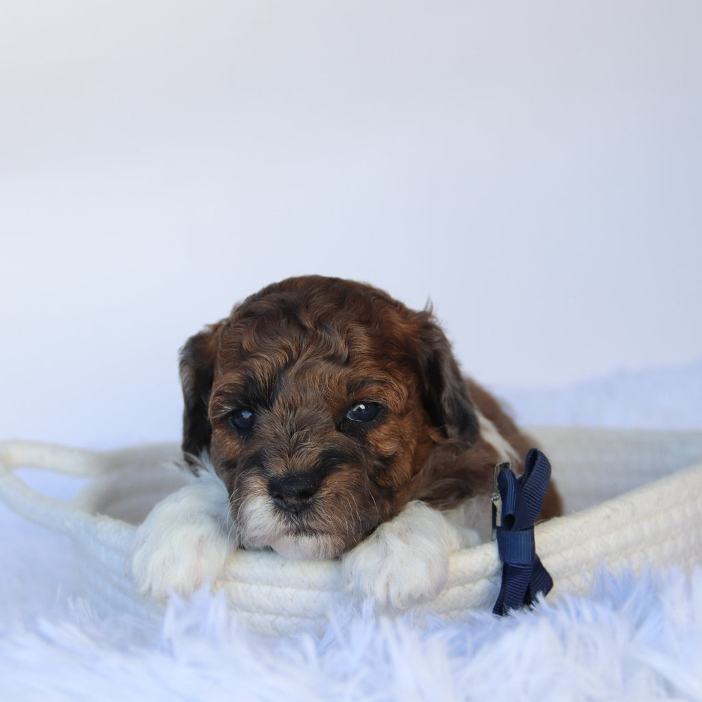 Buckeye - Available Now