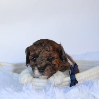 Buckeye - Available 11/19