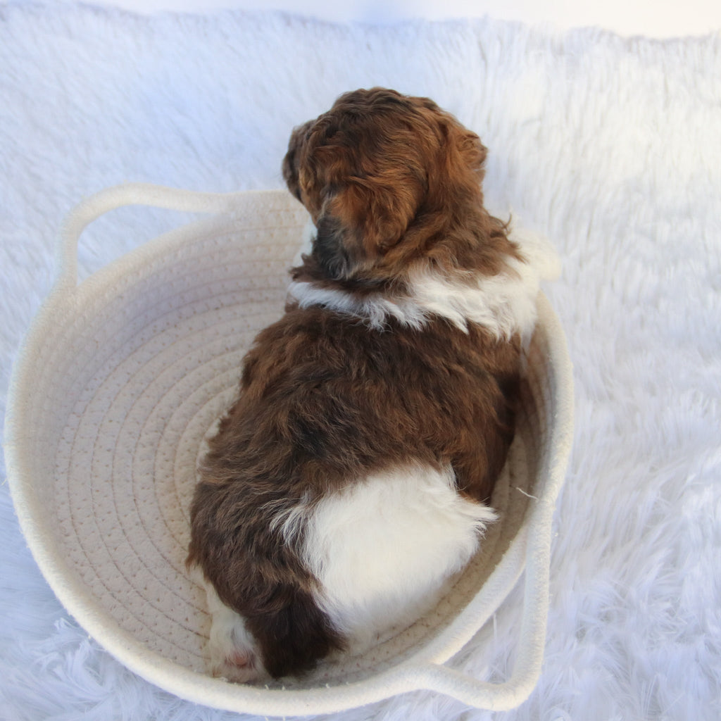 Buckeye - Available 11/19