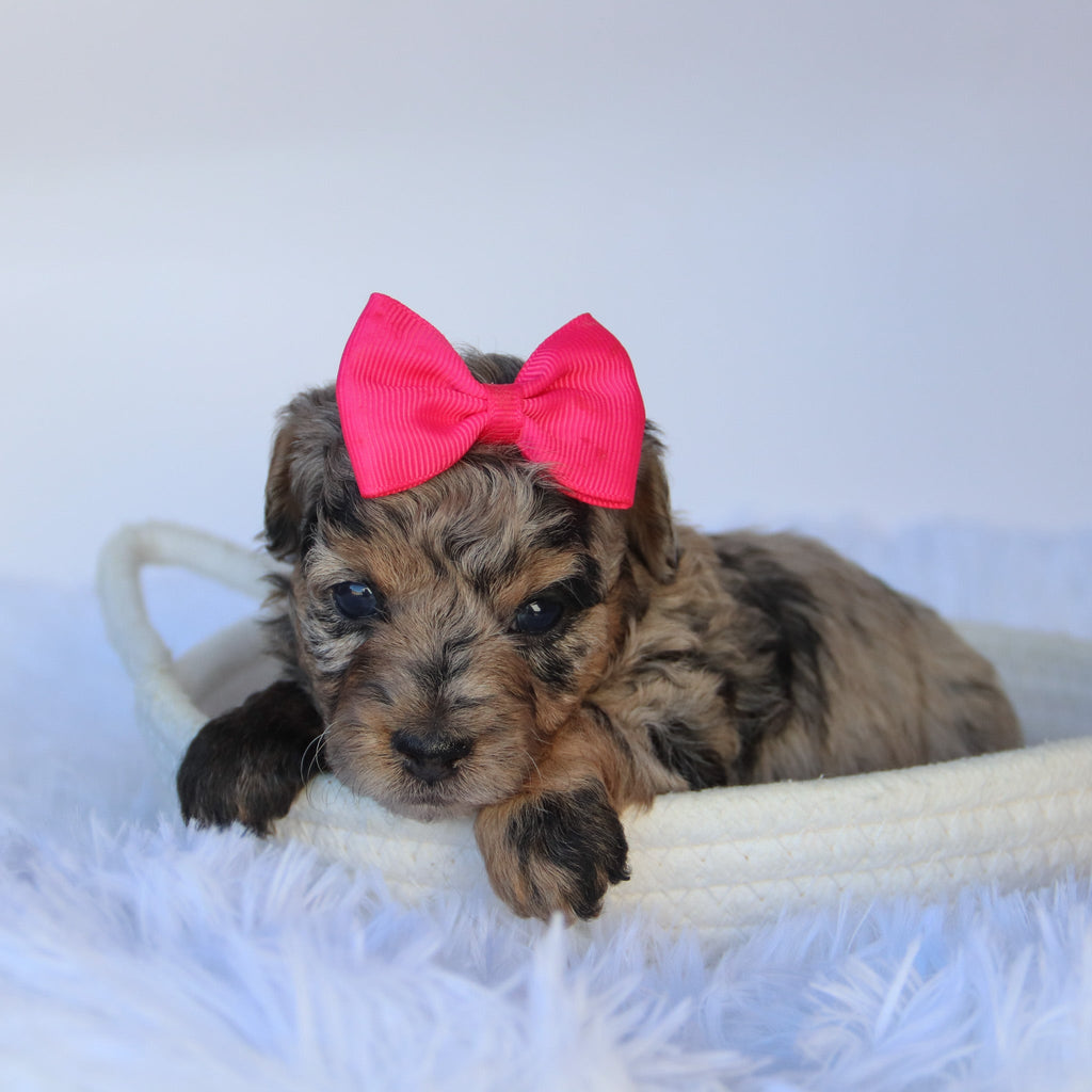 Chastity - Available 11/19