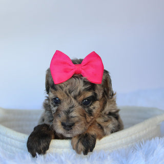 Chastity - Available 11/19