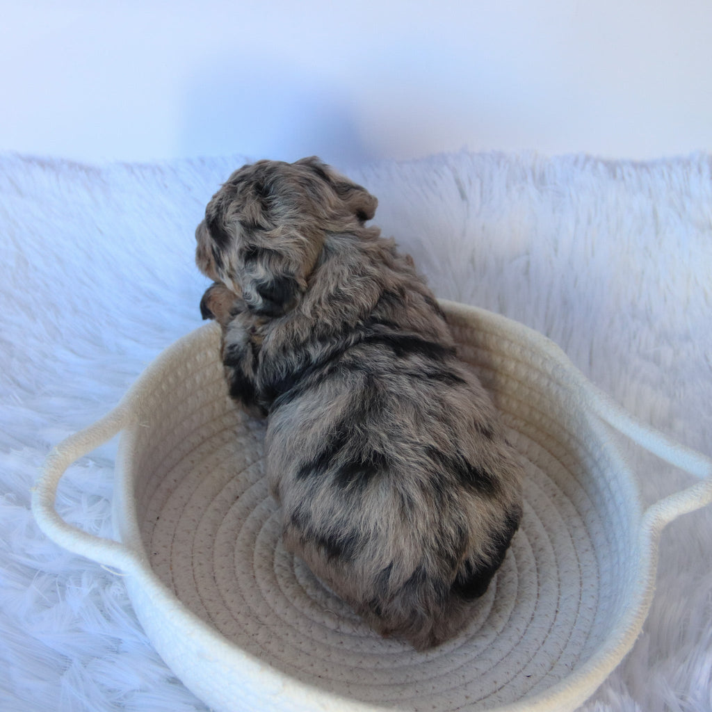 Chastity - Available 11/19