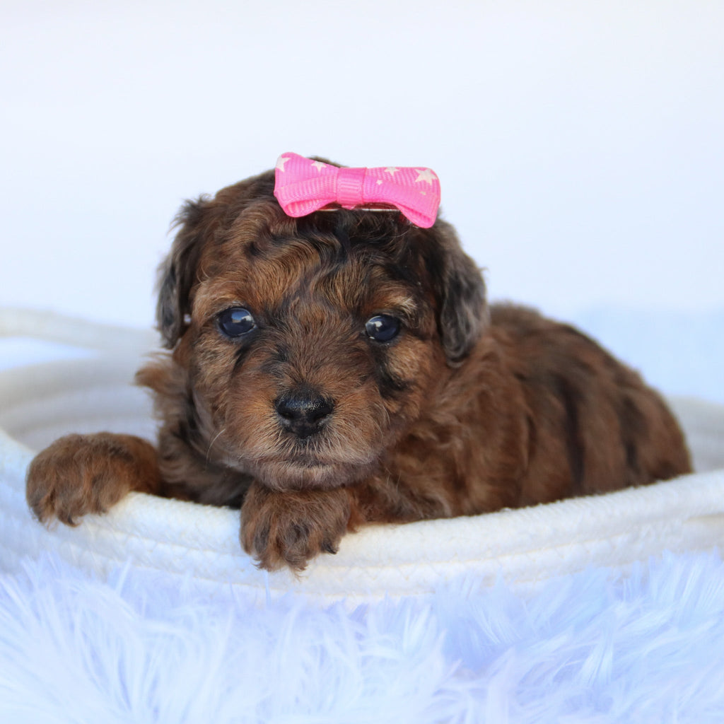 Ginger - Available Now