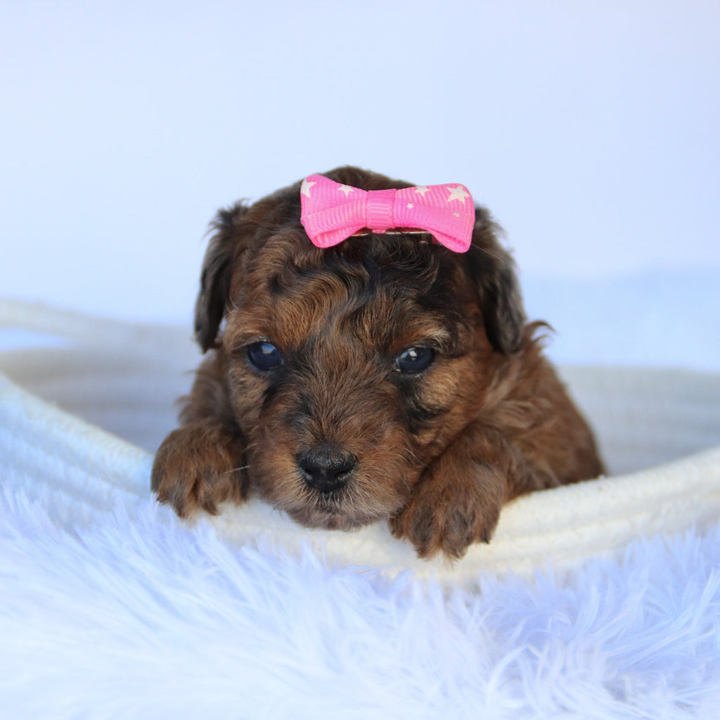 Ginger - Available Now