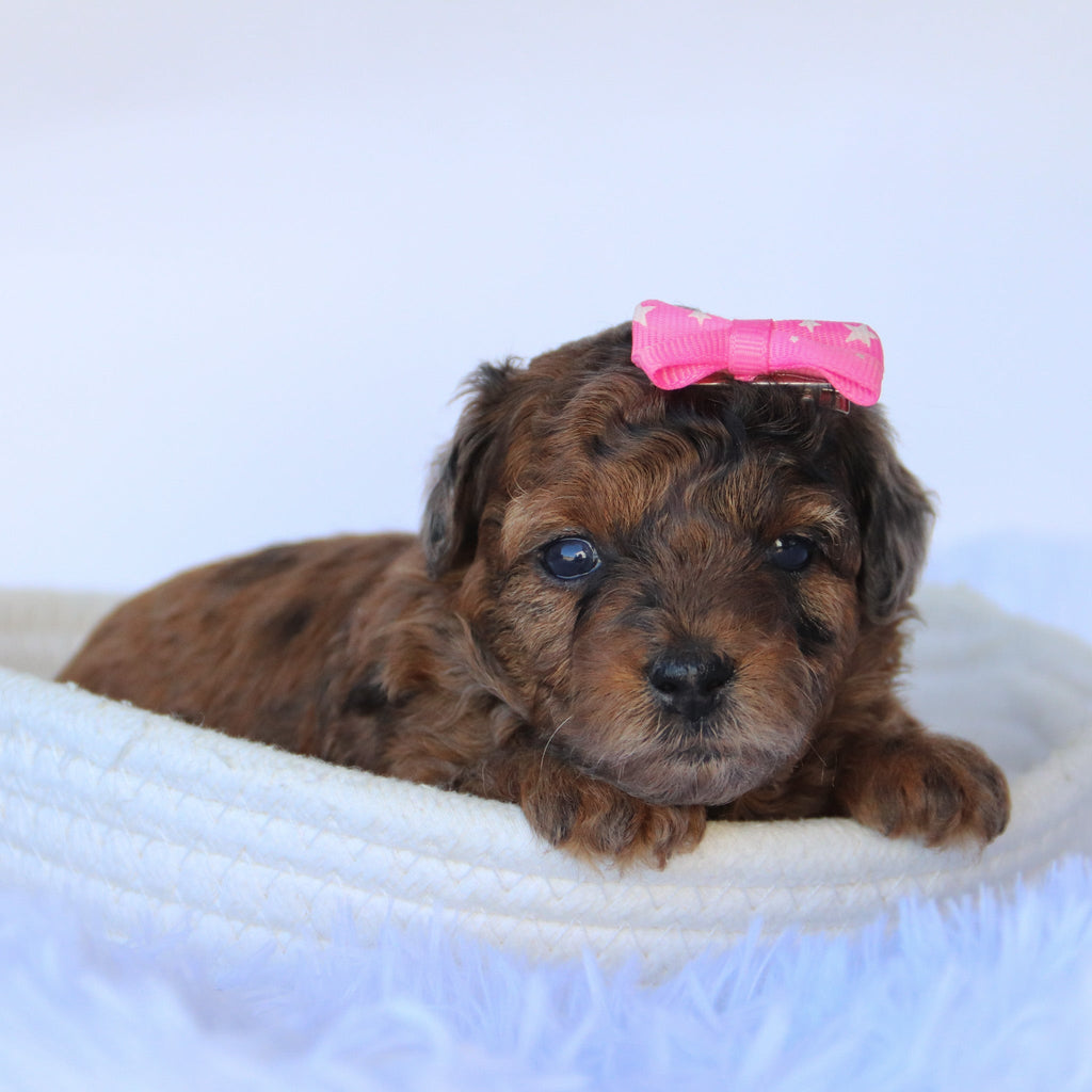 Ginger - Available Now