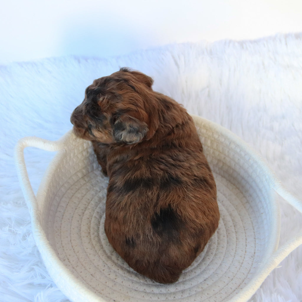 Ginger - Available Now