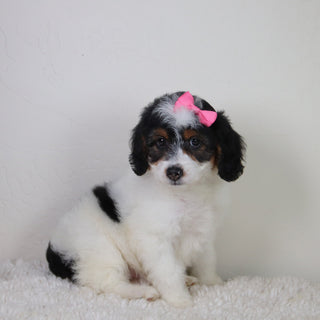 Milly - Available Now