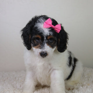 Milly - Available Now