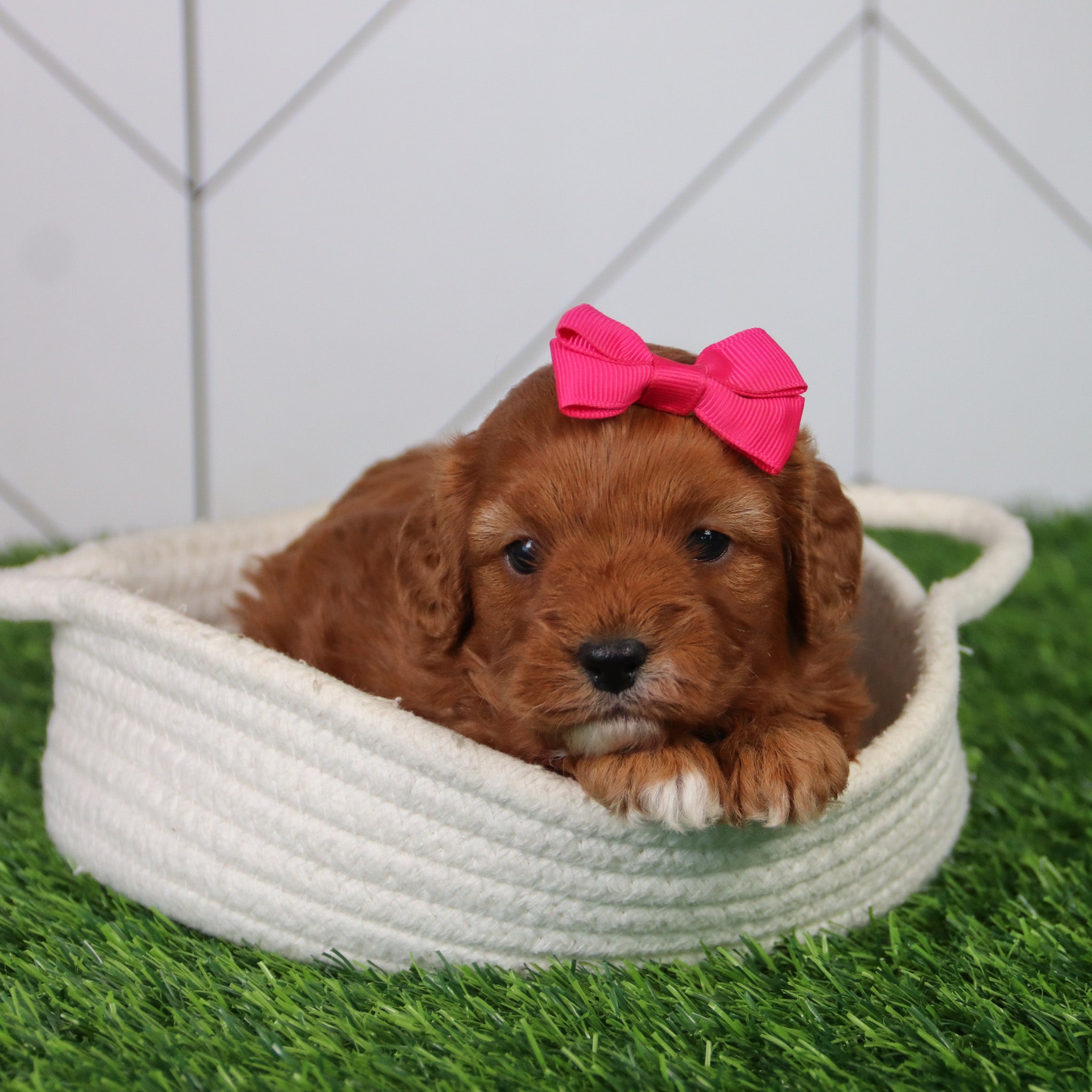 Puppies for Sale in Raleigh