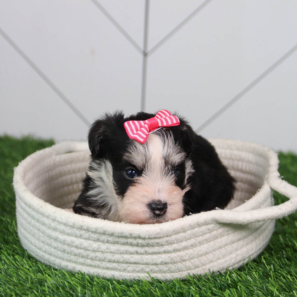 Gemma - Available 6/11