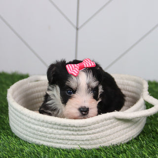 Gemma - Available 6/11