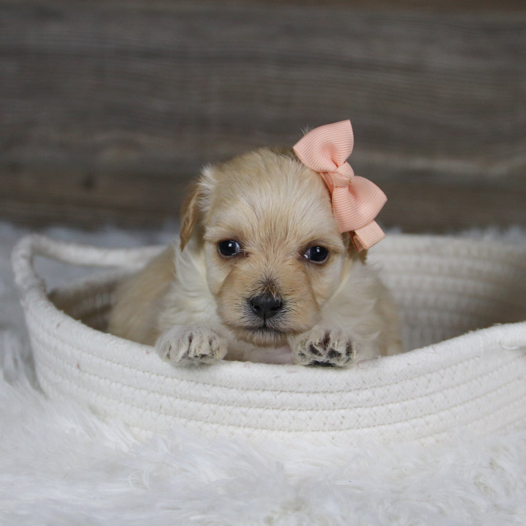 June - Available Now