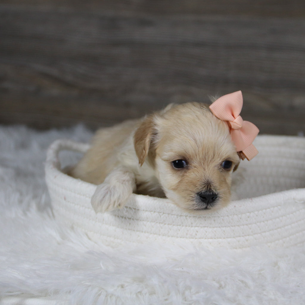 June - Available Now