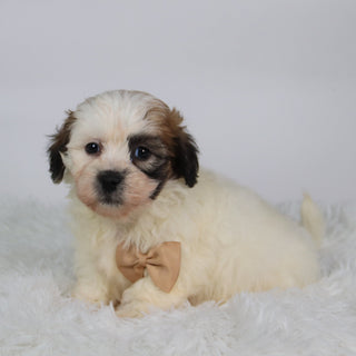Woof - Available 10/15