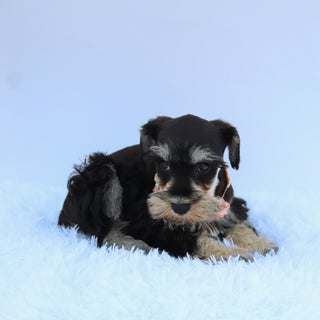 Petunia - Available 7/23