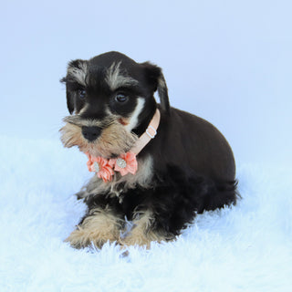 Petunia - Available 7/23