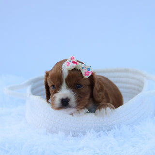 Jetta - Available 7/30