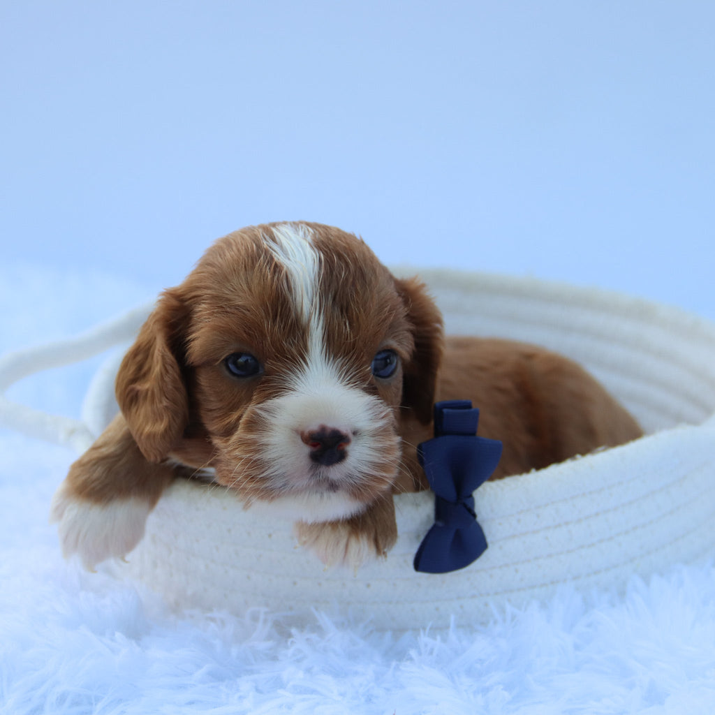 Winnie - Available 7/30