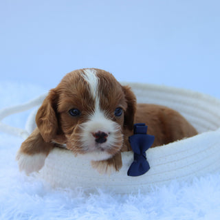 Winnie - Available 7/30