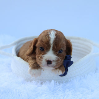 Winnie - Available 7/30
