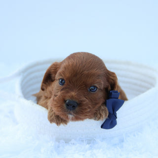 Brady - Available 7/30