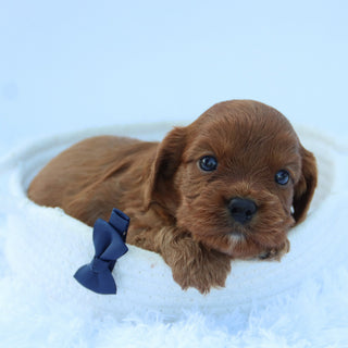 Brady - Available 7/30