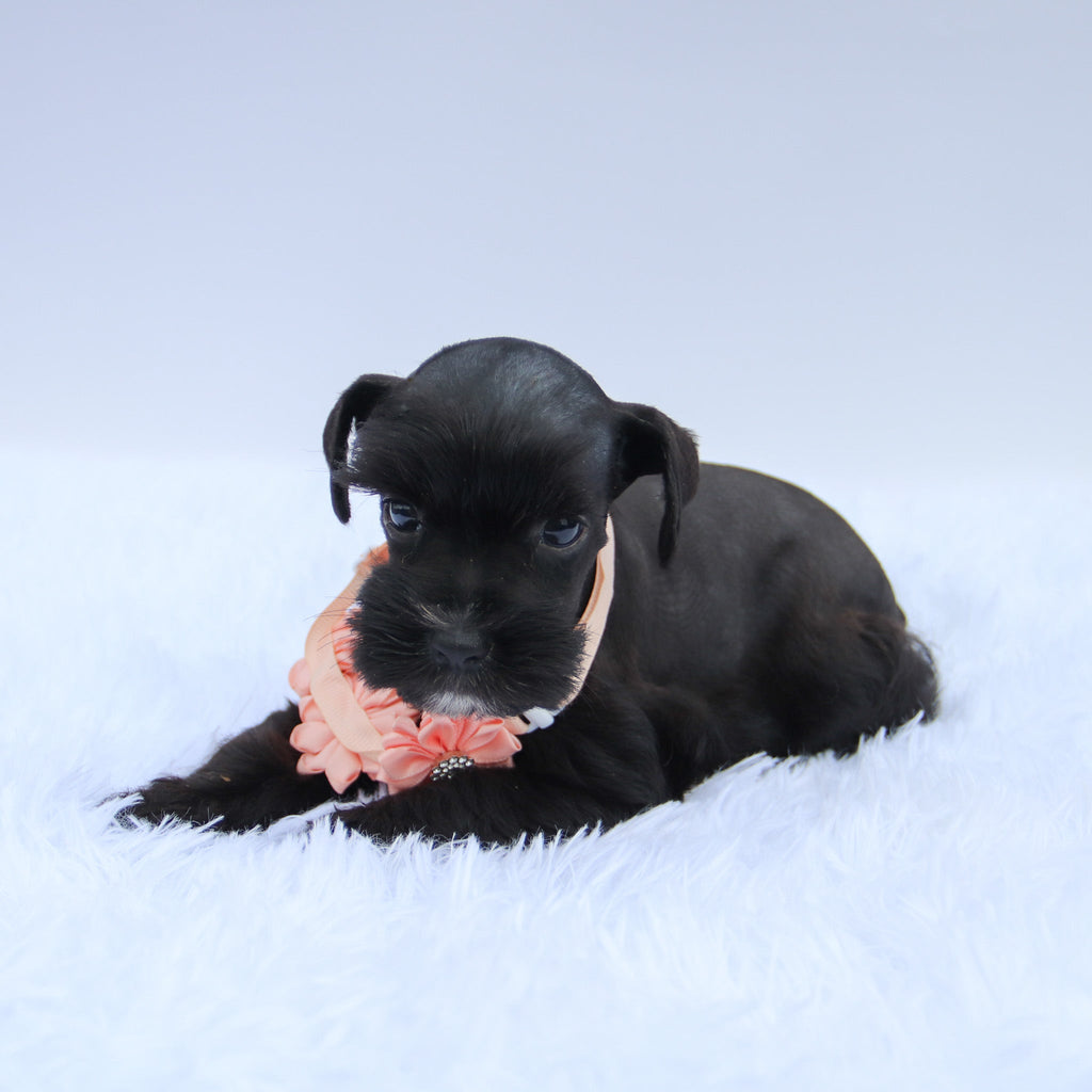 Peppa - Available 7/23