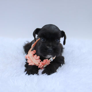 Peppa - Available 7/23