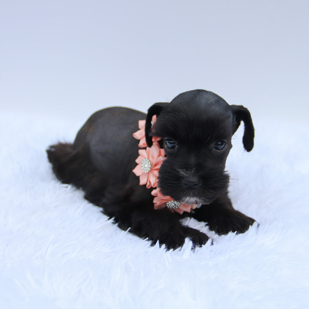 Peppa - Available 7/23