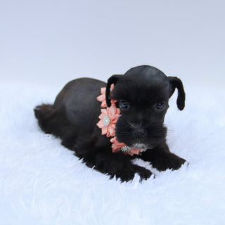 Peppa - Available 7/23