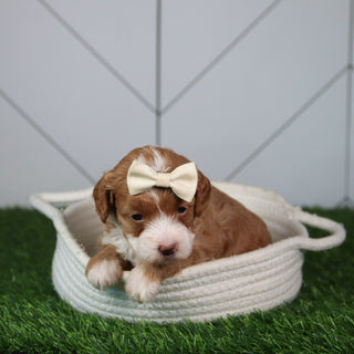 Kiba - Available 6/4