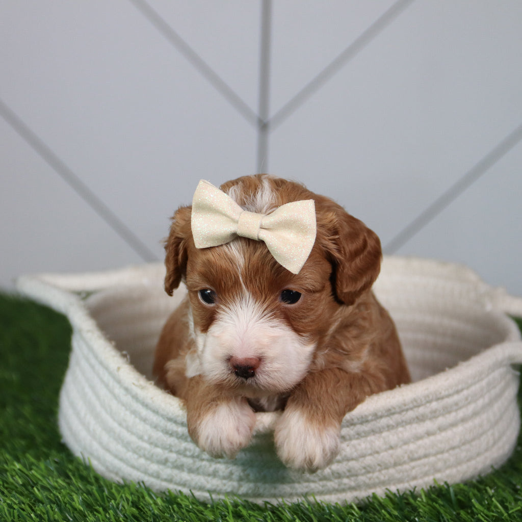 Kiba - Available 6/4