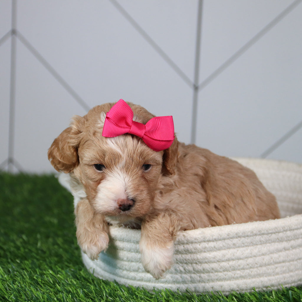 why choose happytail puppies