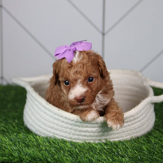 Laina - Available 6/4