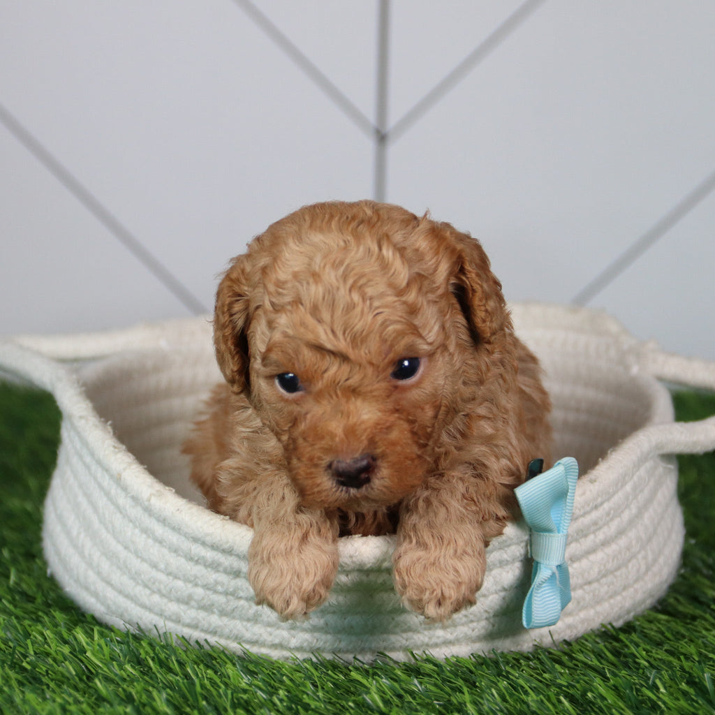 Fletcher - Available 6/4