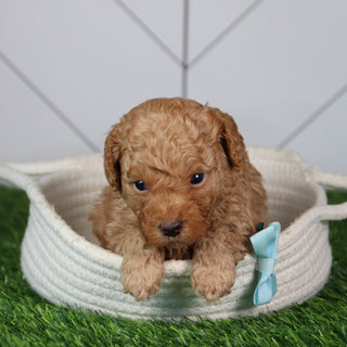 Fletcher - Available 6/4