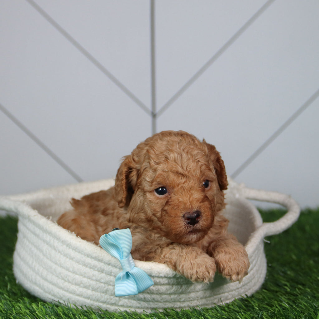 Fletcher - Available 6/4