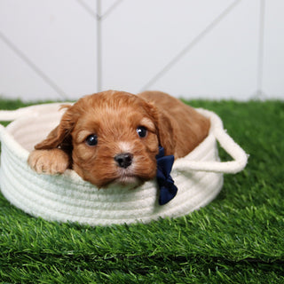Tink - Available 6/11