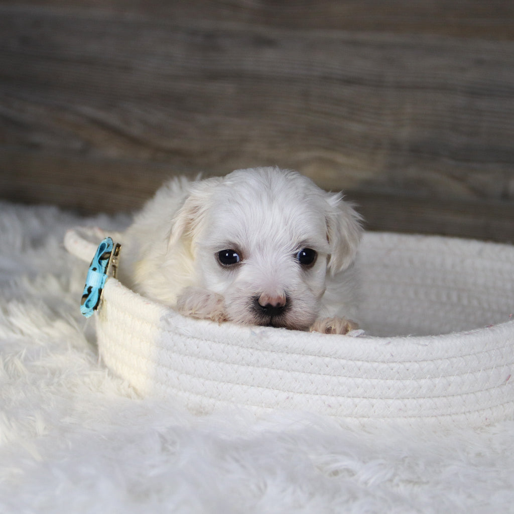 Vader - Available 2/5